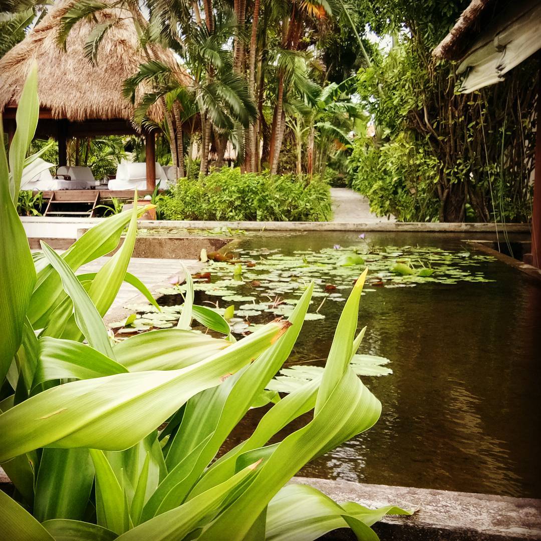 Tropical garden with a lotus pond, water lilies, and a thatched-roof bamboo hut for relaxation.